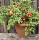 Busktomat Bajaja thumbnail