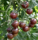 Cherrytomat 'Black Cherry' thumbnail