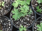 Perlite 2L thumbnail
