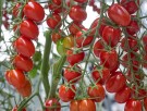 Tomat perle 