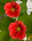 Blomkarse 'cherry rose' thumbnail