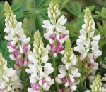 Lupin 'Pink fairy'