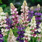 Lupin 'Pixie delight'