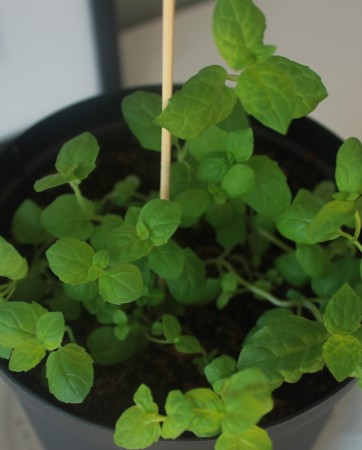 Krydderplanter