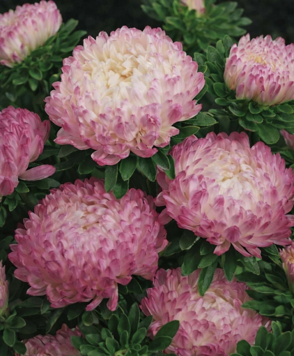 Callistephus chinensis. Store, kremhvite blomster med rosa kronbladspisser. Ekstra doble peonblomster på solide stilker. Utmerket til både blomsterbed og snittblomster.