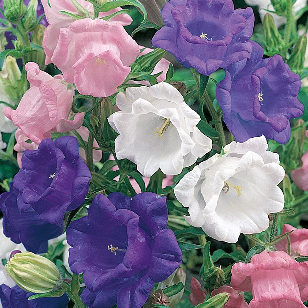 Campanula medium. Store, doble klokker i rosa, blått og hvitt, flere på hver stilk, med svært god holdbarhet. Planten er toårlig.