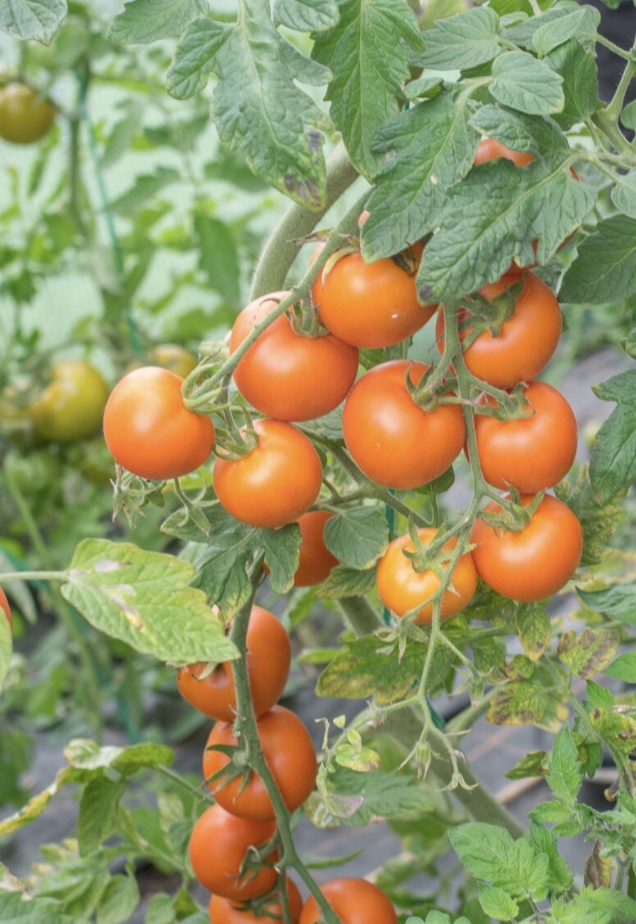 Zlatava er en særegen og svært dekorativ tomatsort som gir gyllenoransje, lett flatrunde frukter med intens lysrød kjerne. Tomatene veier rundt 100 g og har saftig fruktkjøtt med balansert sødme, frisk syre og saftig konsistens. 
