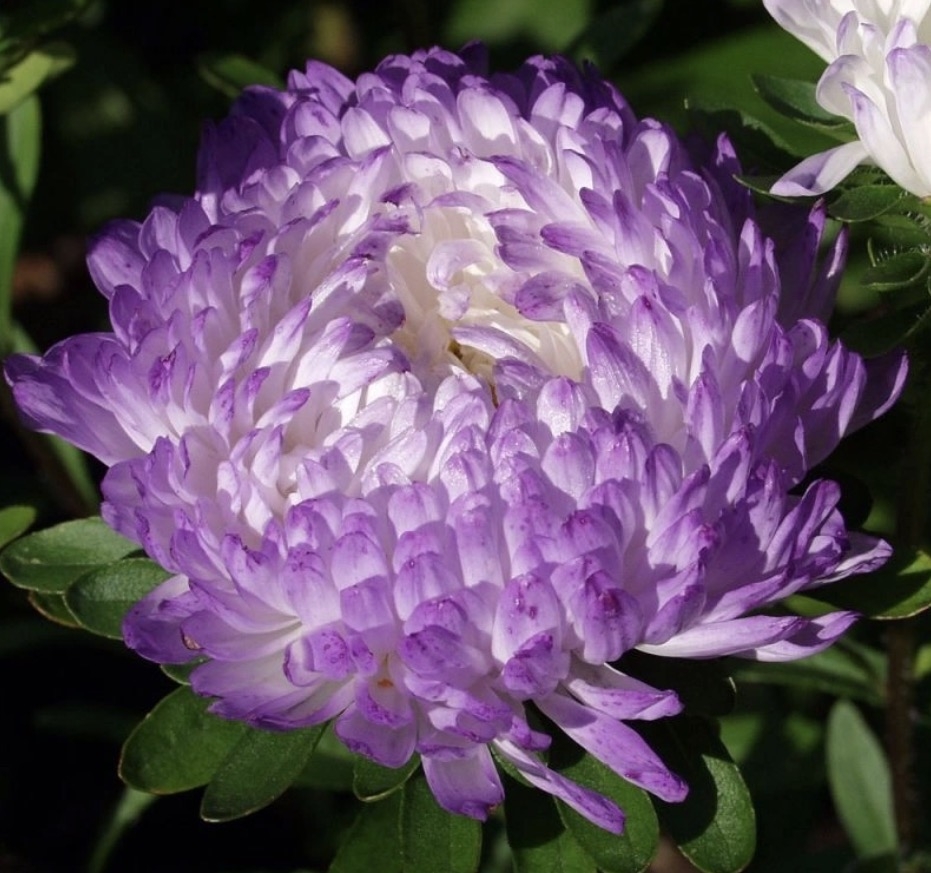 Callistephus chinensis. Store, hvite blomster med lavendelblå kronbladspisser. Ekstra doble peonblomster på solide stilker. Utmerket til både blomsterbed og snittblomster.