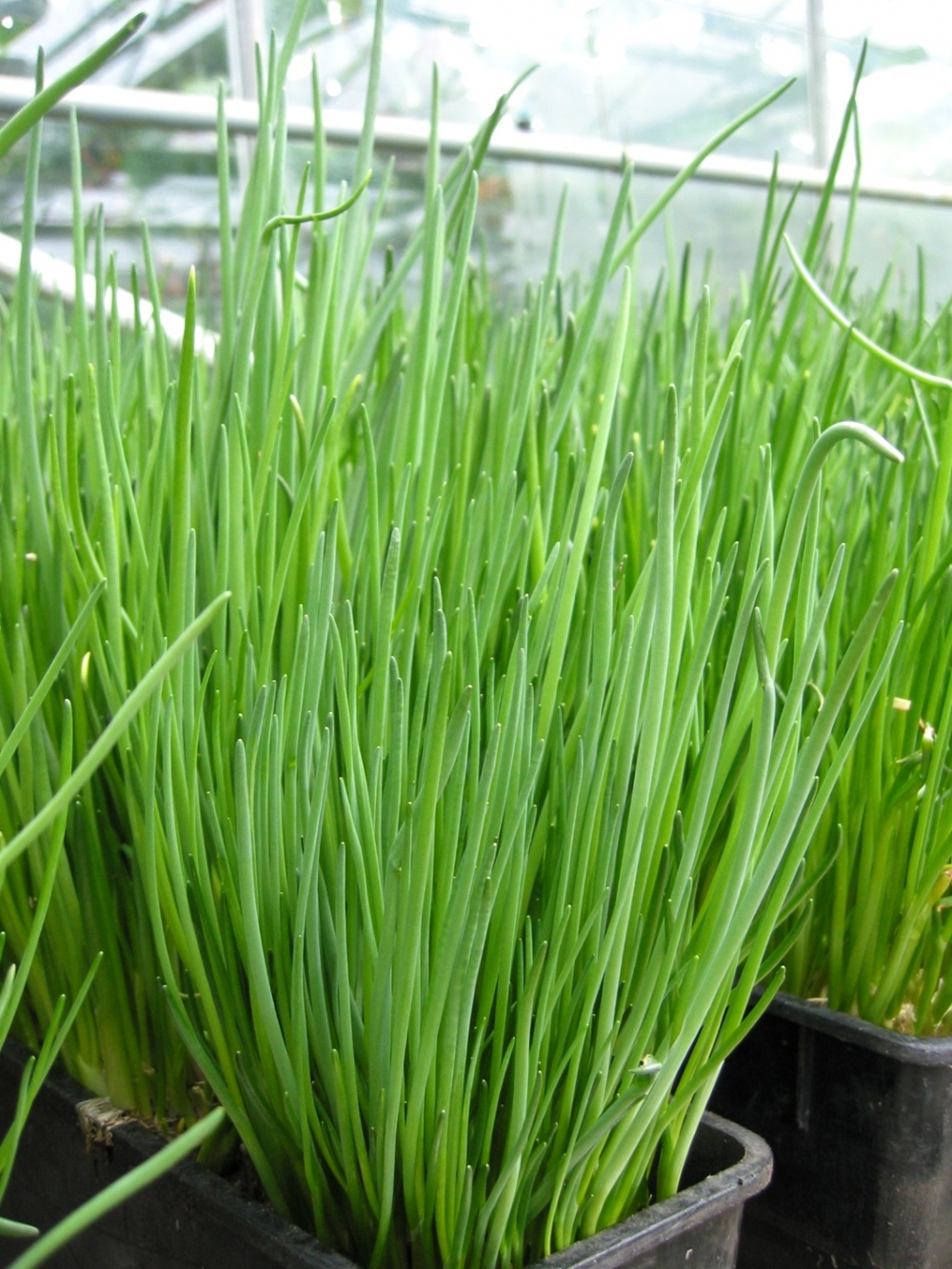 Allium schoenoprasum. Frodig, mørkegrønn mellomstorbladet gressløk. Gir høy avling. Forkultivering anbefales. Til både frilands- og drivhuskultur.