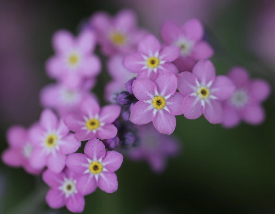 Rosa forglemmegei er en delikat og romantisk variant av den klassiske forglemmegeien. De små, sart rosa blomstene med gult øye gir et mykt og nostalgisk uttrykk i hagen, og passer perfekt i bed, krukker og naturhager.