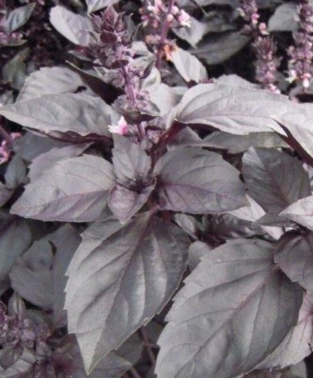 Ocimum basilicum var. purpurascens. Mørk lillafargede blader med sterk, pikant smak. Utsøkt i pastasauser og gryteretter. Vakker dekorasjon til anretning av mat og som prydplante.